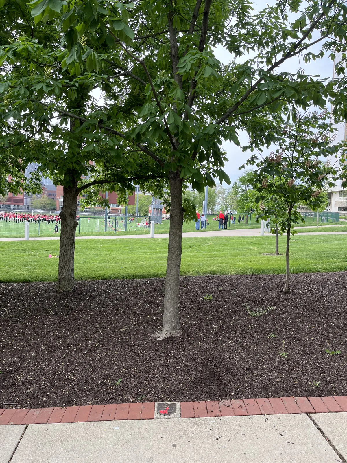 Ken Fritz's Buckeye Grove tree on the Ohio State campus, with its plaque at the foot of the tree
